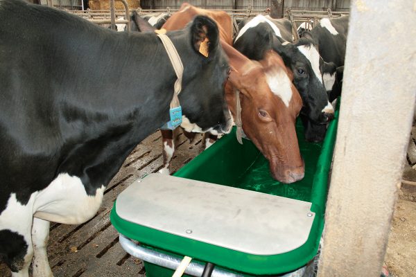 Plastikinis  lovys DAIRY – BAC 400 - Image 8